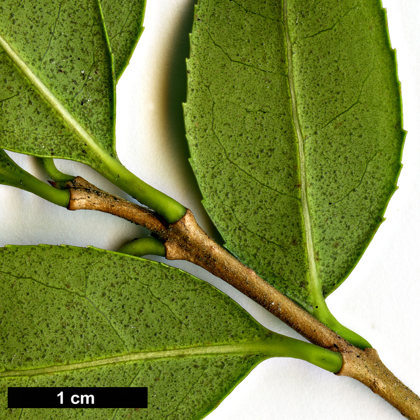High resolution image: Family: Oleaceae - Genus: Osmanthus - Taxon: ×burkwoodii (O.delavayi × O.decorus)